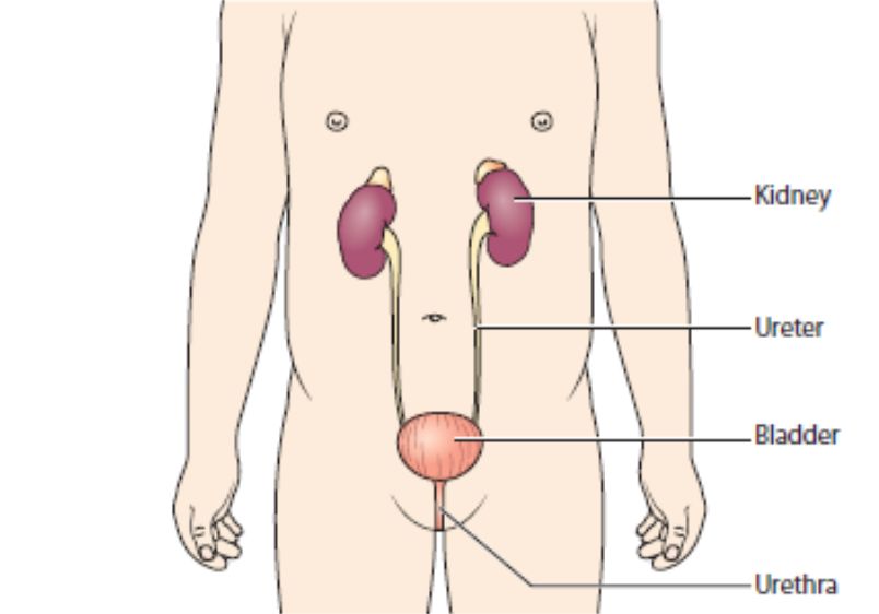 Kidney.jpg